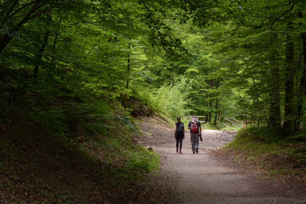 Two people walking on a forest path.